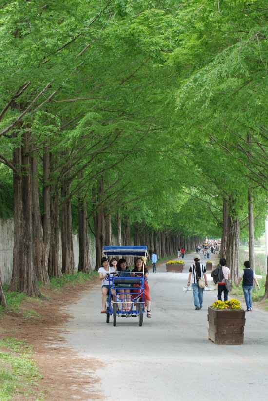 ◇담양 메타쉐콰이아길