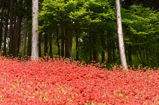 침엽수림 아래에 핀 철쭉.