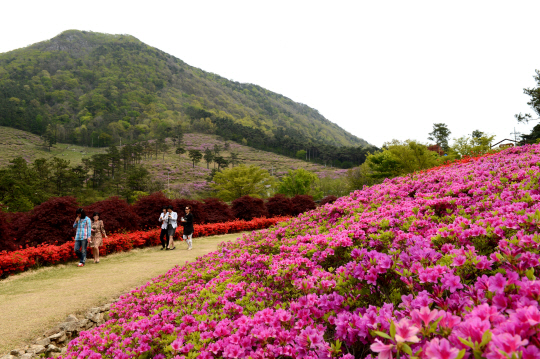 화순의 5월은 철쭉꽃이 만발한다. 만연산 수만리 큰 재에 핀 화사한 철쭉.