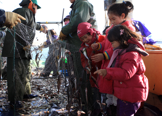 물치항에서 아이들이 도루묵 그물떼기 체험을 하고 있다.