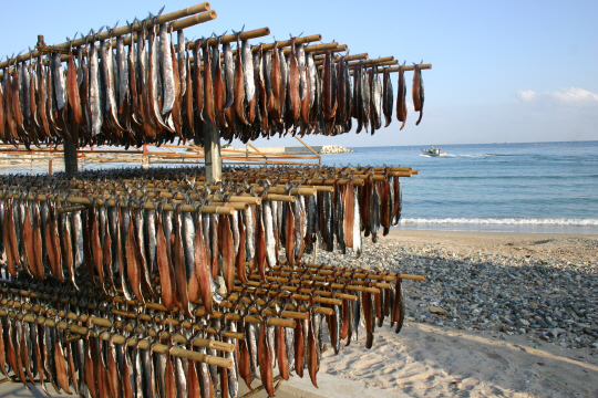 포항 호미곶 구룡포의 과메기 덕장