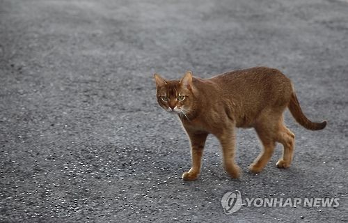 "길고양이·들고양이 뭐가 다른데?"…법에서도 `차별`