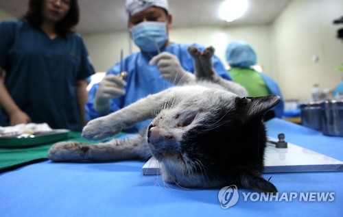 "길고양이·들고양이 뭐가 다른데?"…법에서도 `차별`