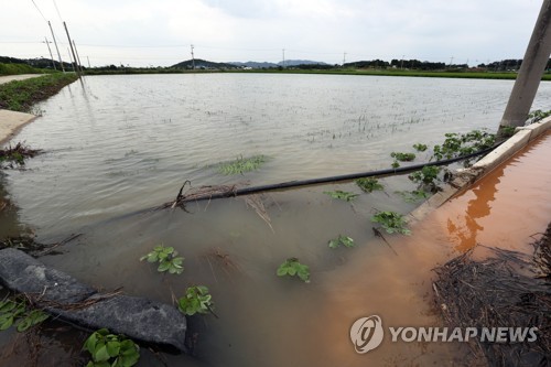 (부안=연합뉴스) 정경재 기자 = 전북 서해안을 중심으로 호우특보가 내려진 15일 오후 전북 부안군 동진면 한 논이 밤사이 내린 비에 침수돼 물이 가득 차 있다. 부안에는 오전 동안 최대 149.5㎜의 많은 비가 내렸다. 2017.7.15 jaya@yna.co.kr
