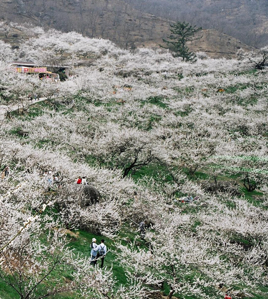 동산을 뒤덮은 매화 군락지.