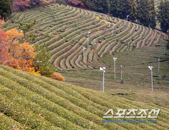 전망대에서 바라본 다원