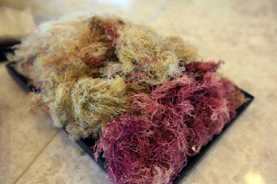 우뭇가사리와 건조과정을 거친 붉은 우뭇가사리