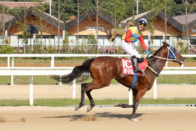 31일 1등급 경주, '청수여걸' 여왕의 품격을 입증하라!