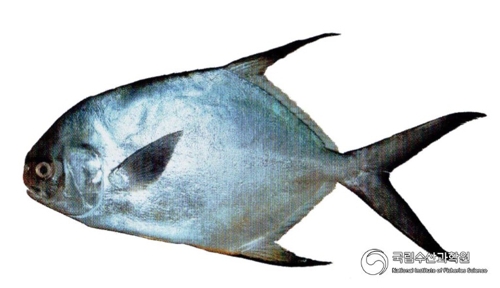 [국립수산과학원 제공]