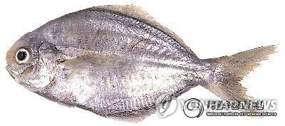 [국립수산과학원 제공]