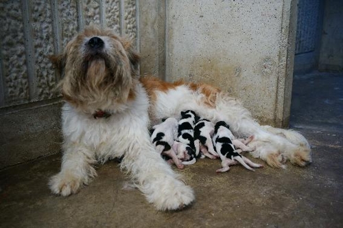 [충남대 김민규 교수팀 제공. 재판매 및 DB 금지]