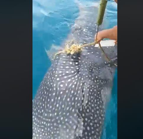 [말레이시아동물협회 페이스북]