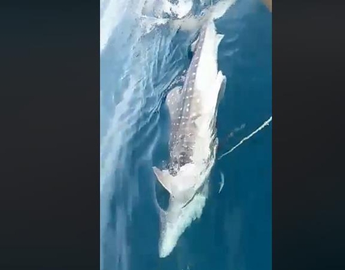 [말레이시아 동물협회 페이스북]