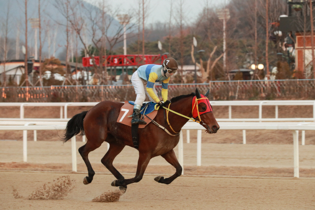 [경마]추입 강자 '모르피스'와 부활을 노리는 1등급 경주마들의 대결