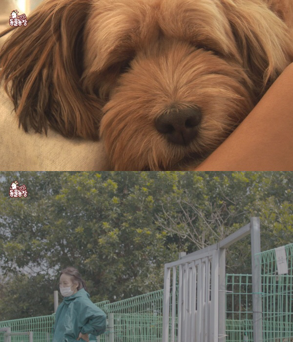 "잘가 순심아"…'TV동물농장' 이효리X순심이, 함께 보낸 3647일 '만남부터 이별까지'