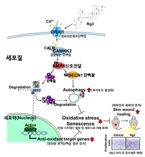 [한국기초과학지원연구원 제공. 재판매 및 DB 금지]