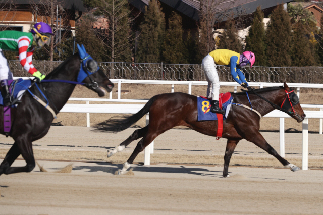 [경마] '경주마 일생 단 한 번의 위대한 도전!' 한국경마 100년과 함께 돌아온'제25회 코리안더비'
