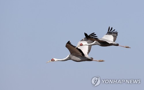 철원군, DMZ 두루미 탐조관광 재개…내년 3월까지 운영