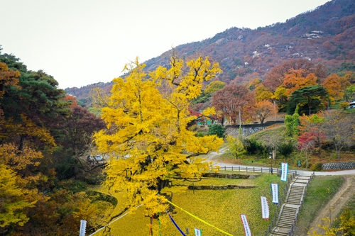 [영동군 제공. 재판매 및 DB금지]