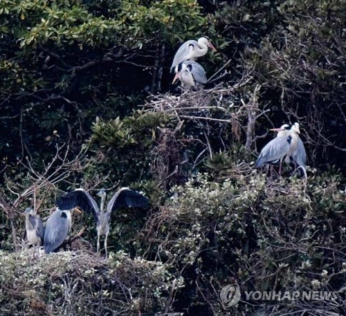 제주 무인도 다려도에 왜가리 집단 번식 확인…"텃새화"