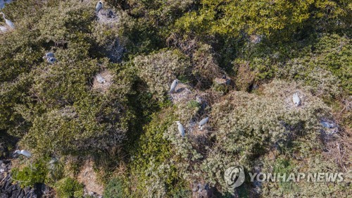 (제주=연합뉴스) 제주시 조천읍 앞 해안에 있는 작은 섬 '다려도'에서 쉬고 있는 왜가리. 2022.12.7 [제주도 민속자연사박물관 제공. 재판매 및 DB 금지] koss@yna.co.kr