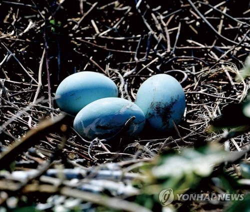 (제주=연합뉴스) 제주시 조천읍 앞 해안에 있는 작은 섬 '다려도' 왜가리 둥지에 있는 알. 2022.12.7 [제주도 민속자연사박물관 제공. 재판매 및 DB 금지] koss@yna.co.kr