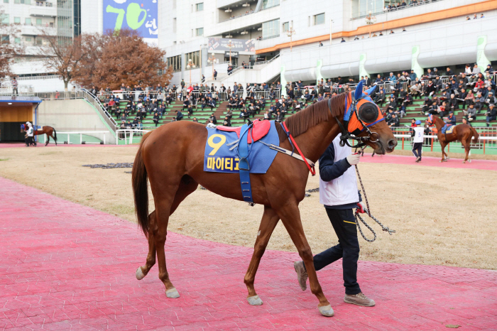 [경마]'내공백단 노장마부터 혈통 금수저 말까지' 2월 첫 1등급 경주,…