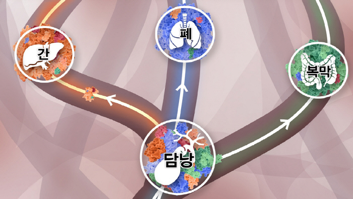정상 담낭 세포에서 담낭암 발병 및 전이과정 세계 첫 규명…효과적 표적항…