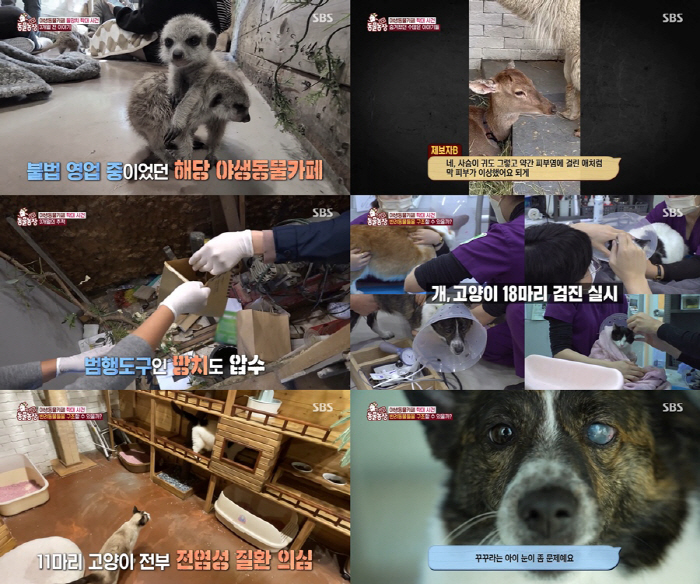 동물농장 고소했던 야생카페 사장, 동물학대 혐의로 구속송치
