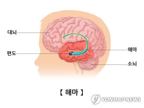 뇌에 대해 알고 있는 두세 가지 편견들