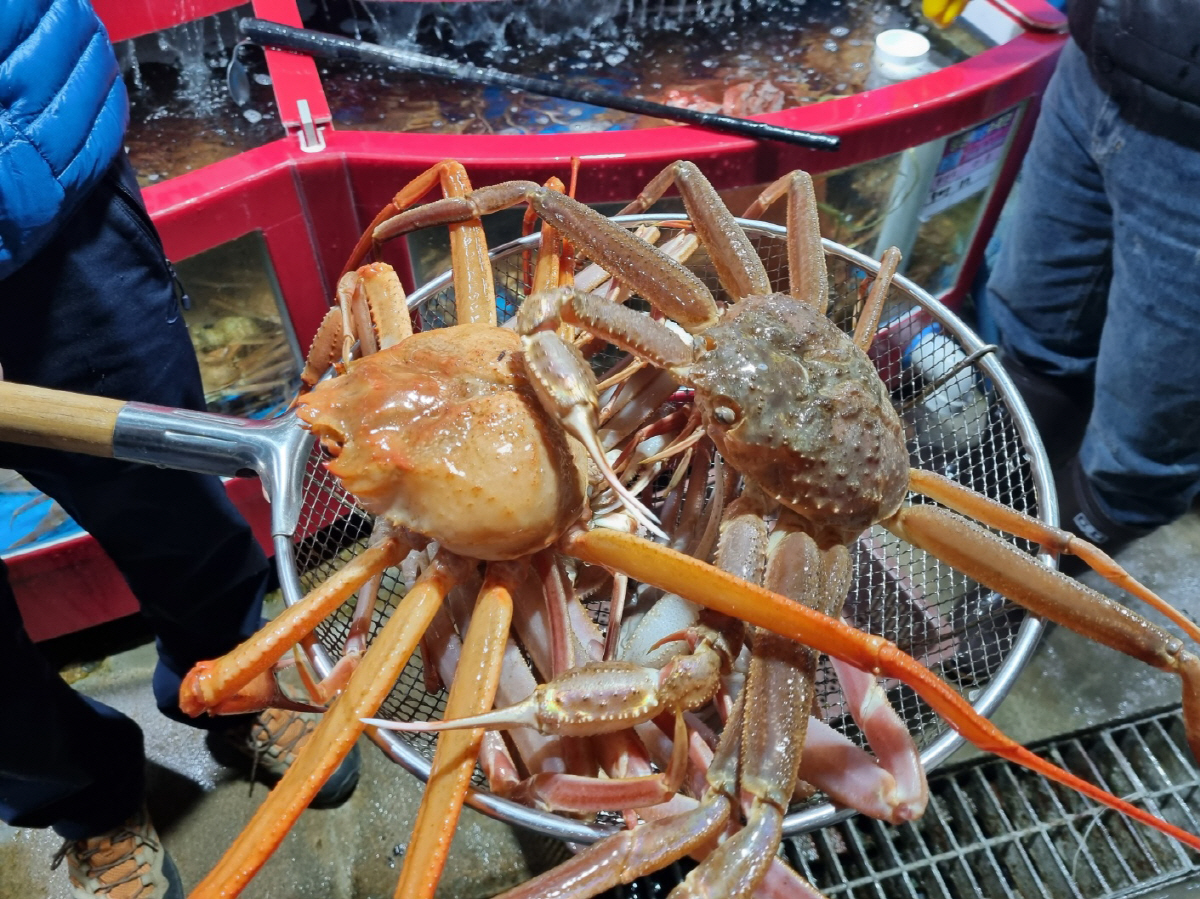 ◇대게(오른쪽)가 단맛이 뛰어나다면, 붉은대게는 담백한 맛이 일품이다. 사진=김세형 기자