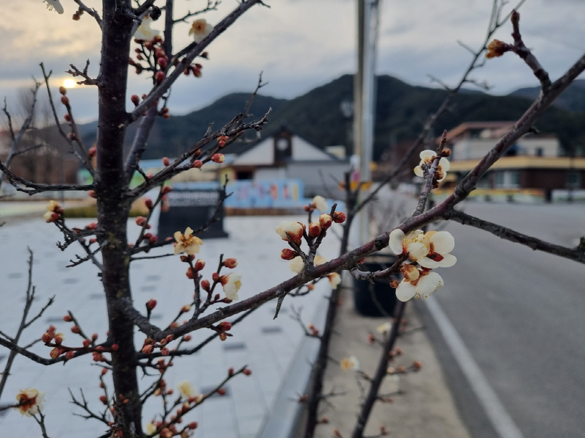매화리 벽화마을은 매화리라는 이름답게 벌써부터 매화꽃이 피기 시작했다. 사진=김세형 기자