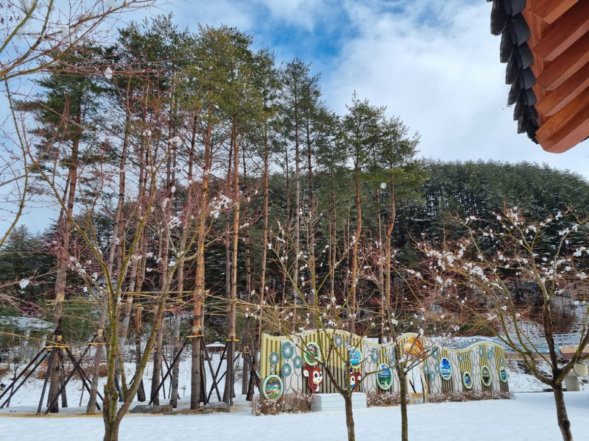 금강송 에코리움은 곳곳에 금강송이 있고, 뒷편에 있는 금강송숲 영향으로 피톤치드가 가득하다. 사진=김세형 기자