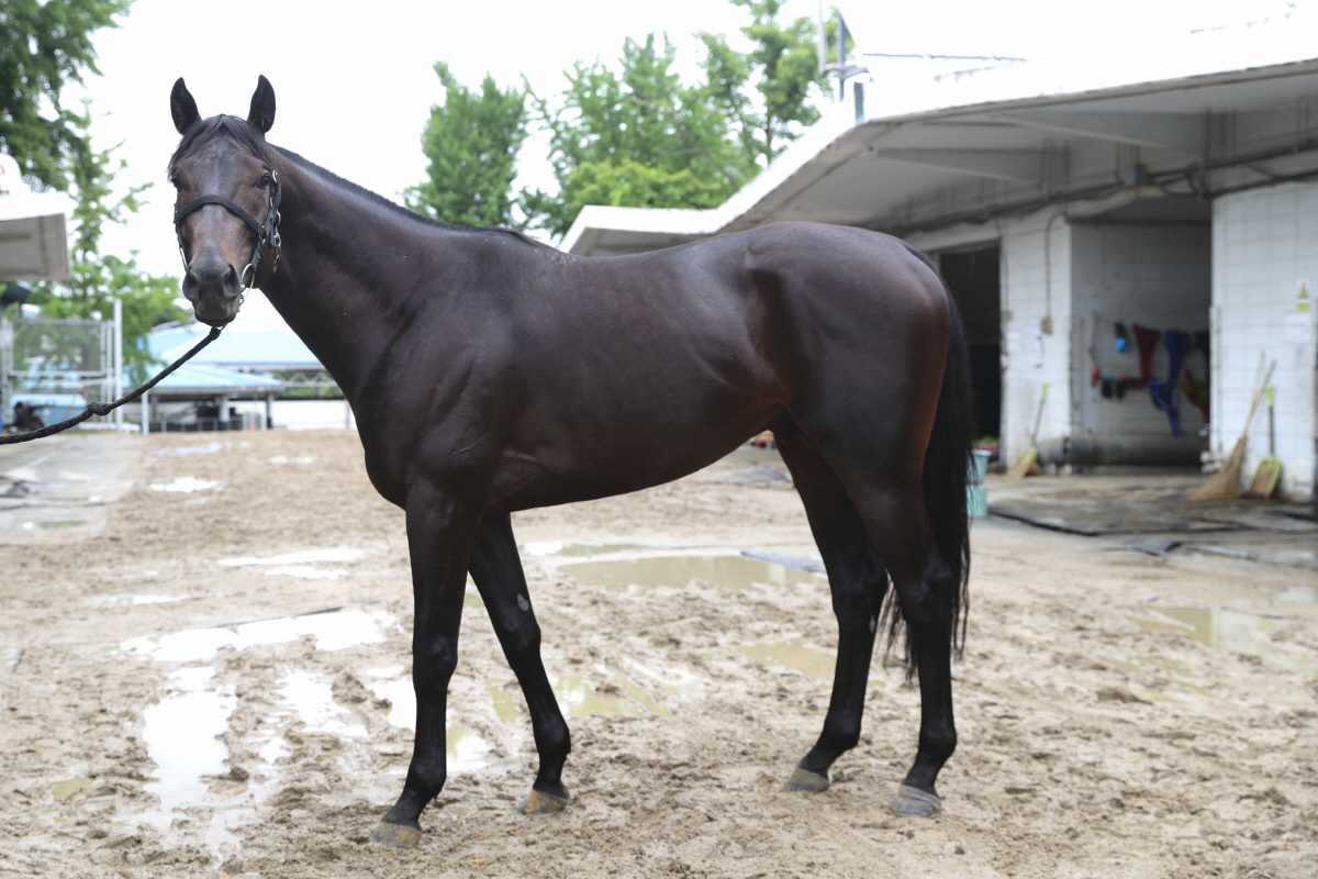 [경마] 우수(雨水)의 계절에 찾아올 1800m 1등급 경주를 주목하자