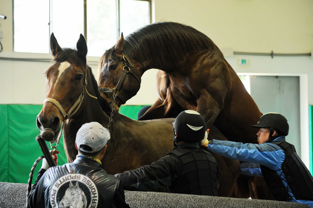 [경마]한국 말산업을 이끌어 갈 차세대 명마 탄생의 시작, 경주마 교배 …