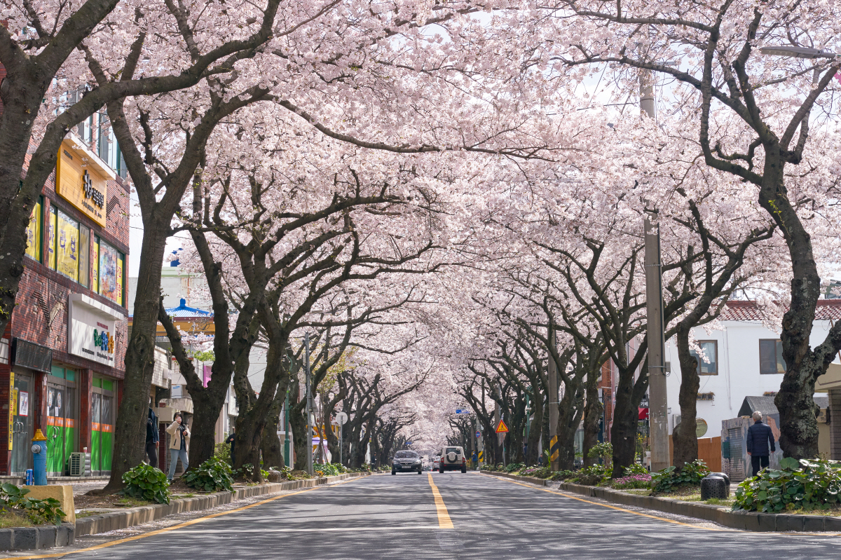봄맞이 한창 제주, 꽃 배경 사진 명소는 어디?