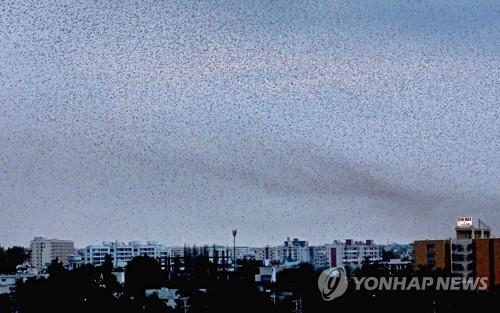 식물을 위한 권리장전…신간 '식물, 국가를 선언하다'