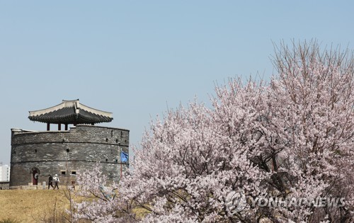 (수원=연합뉴스) 2022년 4월 8일 경기도 수원시 세계문화유산 화성(華城)을 찾은 시민들이 벚꽃이 활짝 핀 성곽길을 걷고 있다. 2022.4.8 [연합뉴스 자료사진. 재판매 및 DB 금지]