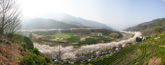 [지금지자체에서는]경남 하동군, 화개장터 벚꽃축제 개최 외