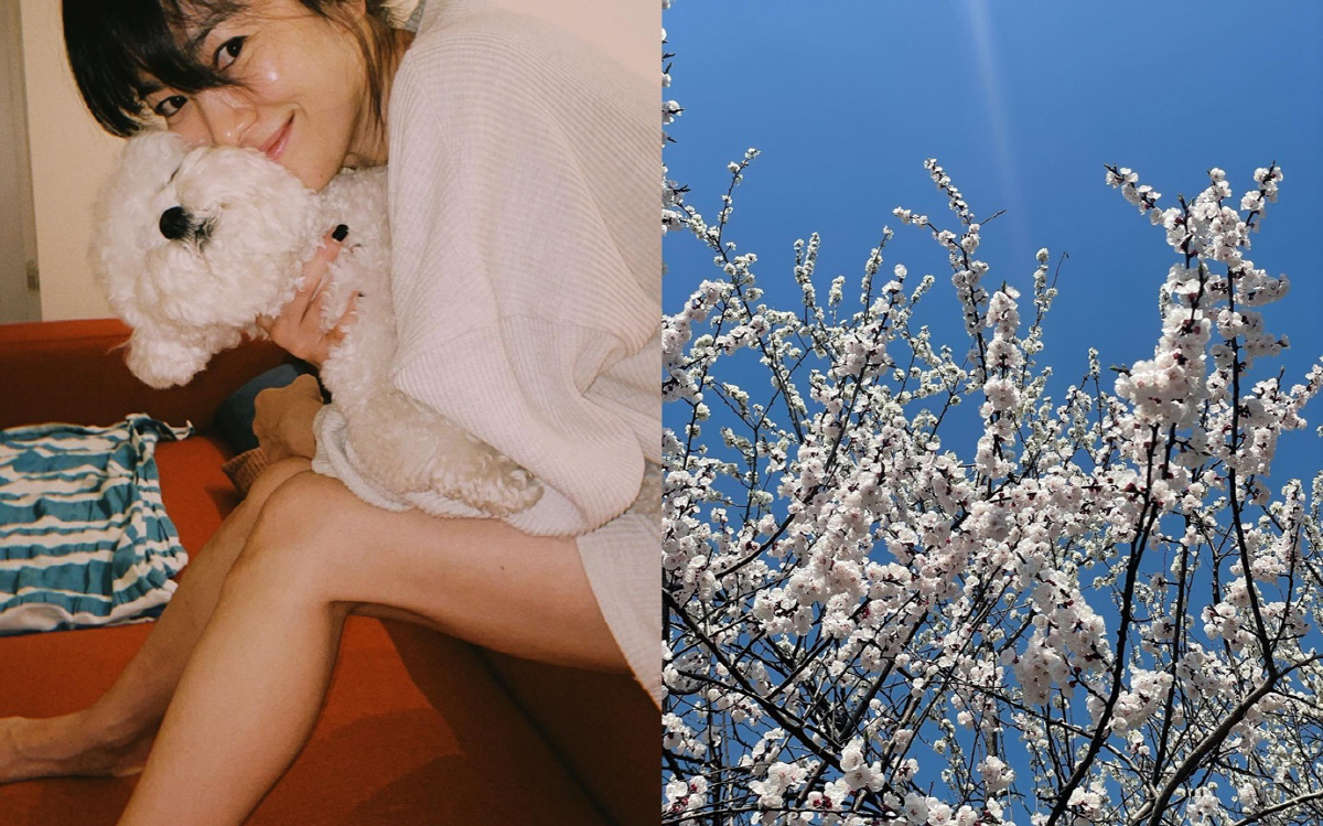 봄날의 송혜교, 벚꽃·바다·강아지 "브라보, 최고다"