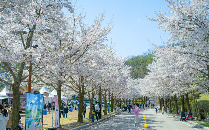 소노인터내셔널, '2023 비발디파크 벚꽃로드' 개최