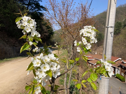 춘천 강촌 문배마을서 사라졌던 문배나무꽃 다시 '활짝'