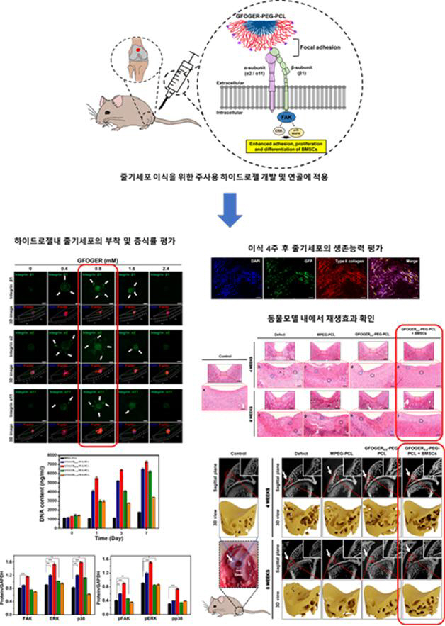 가톨릭대 의대 전흥재 교수팀, 무릎 연골 재생할 줄기세포 배양 플랫폼 개…