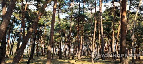 강릉시, 250억원 규모 국립산림레포츠센터 유치 확정