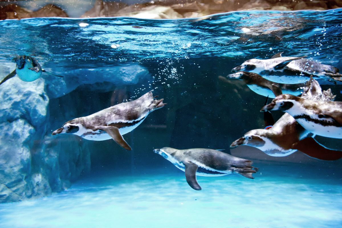 '뜻깊은 해양체험' 롯데월드 아쿠아리움, 엑스포 해양관에는 특별한 게 있…