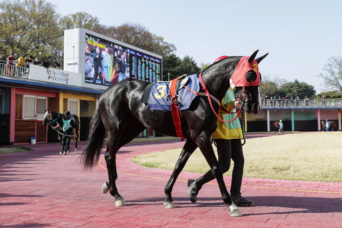[경마]14일, 렛츠런파크 서울에서 대상·특별경주 줄줄이 … 분위기 후끈