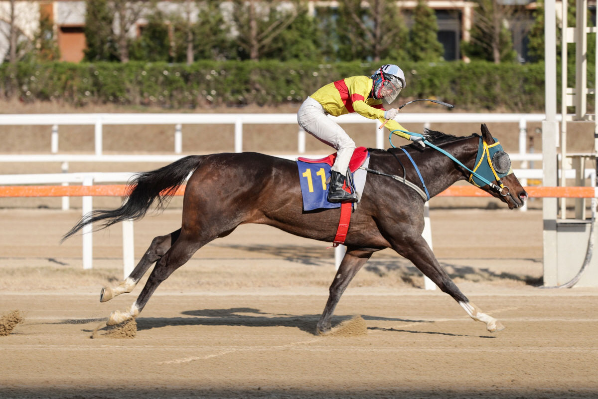 [경마]14일, 렛츠런파크 서울에서 대상·특별경주 줄줄이 … 분위기 후끈
