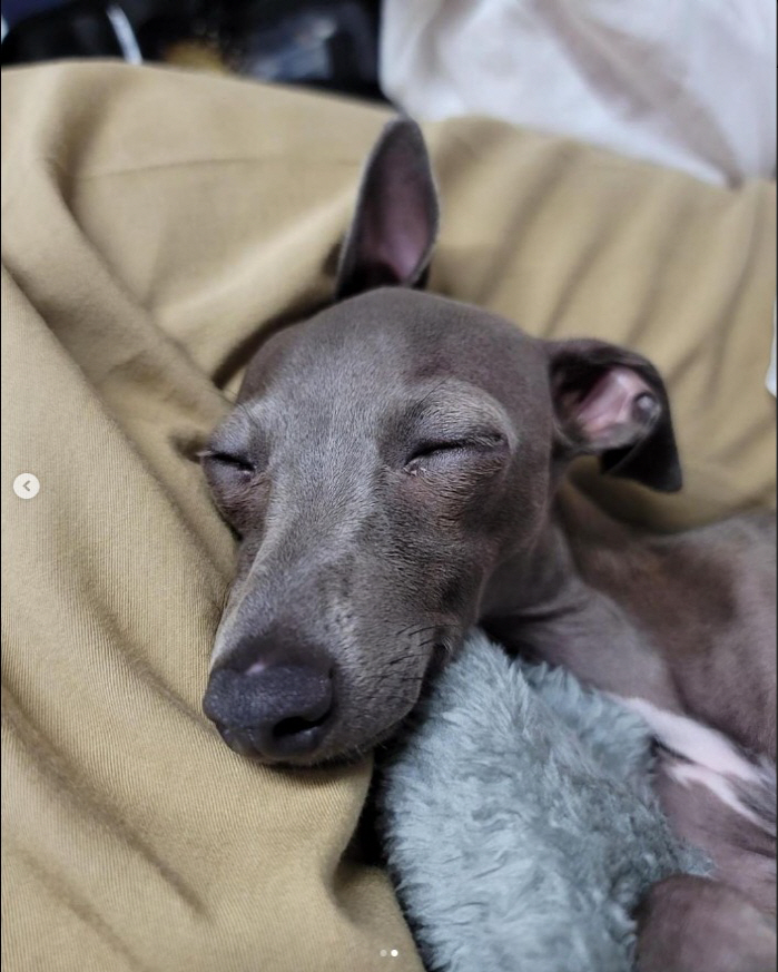 '칸 입성' 앞둔 송중기, 반려견 품에 안고 평온한 일상