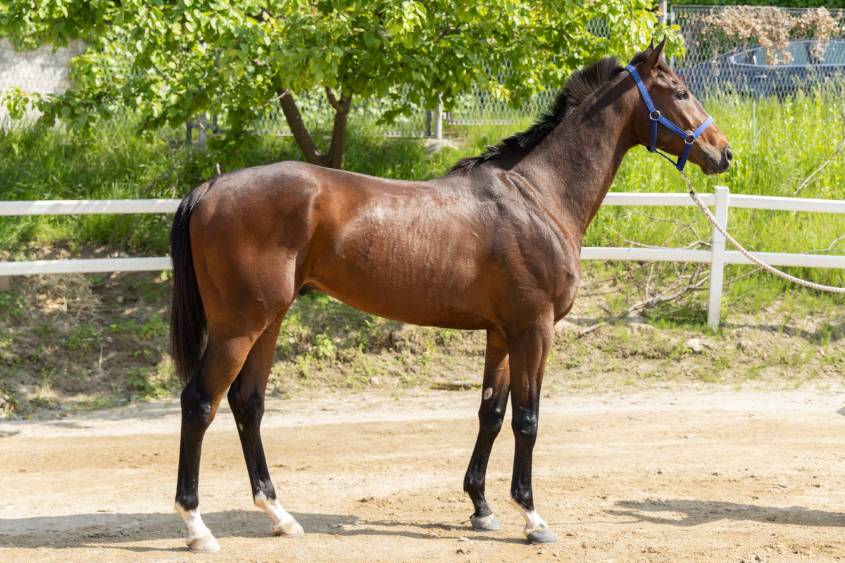 [경마]제22회 YTN배 경주 시행, '과거, 미래, 현재' 장거리 최강…