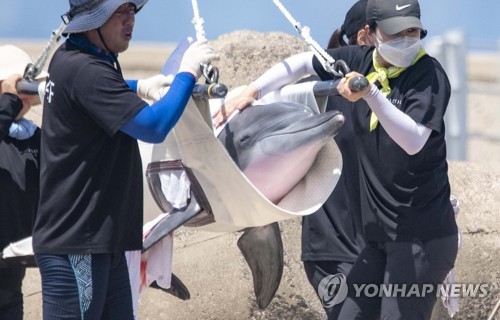 '비봉아 잘 지내니?' 자연방류 남방큰돌고래 서식 관찰조사